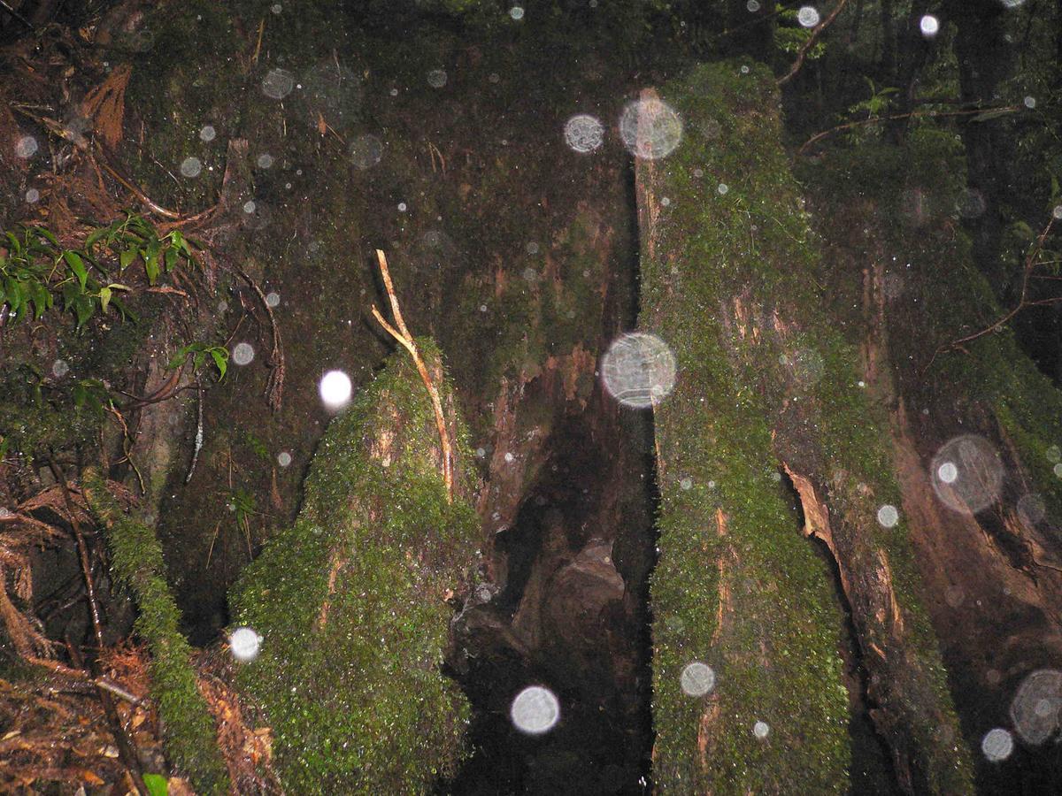 Pension Blue Drop Yakushima  Extérieur photo